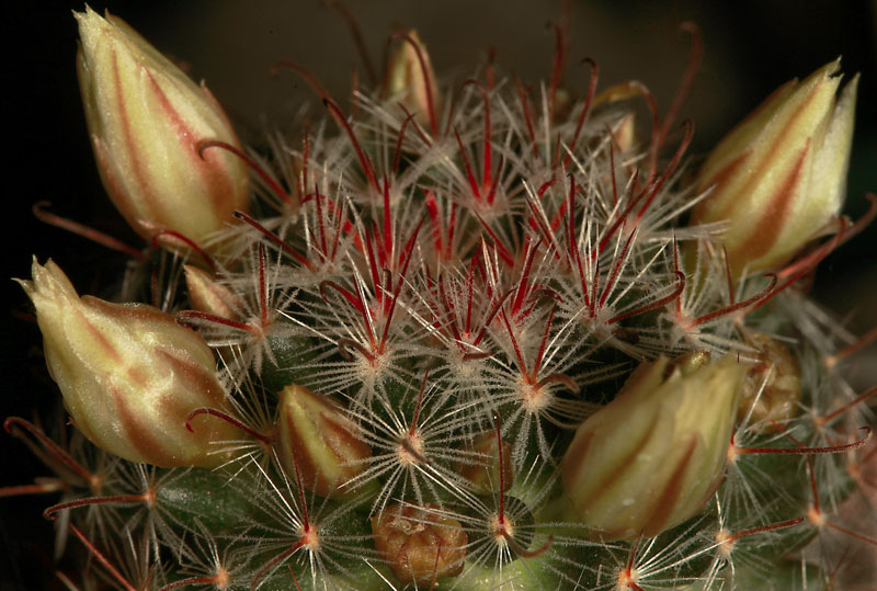 Mammillaria pennispinosa subsp. brachytrichion